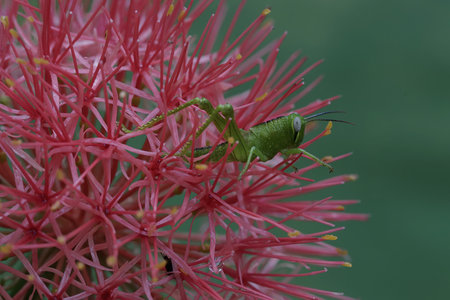 Grasshopper on a pink flower in the rainforest.