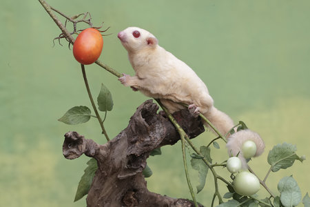 A sugar glider sitting on a branch with a fruit.