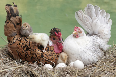 chickens with eggs in the nest on the nature background.
