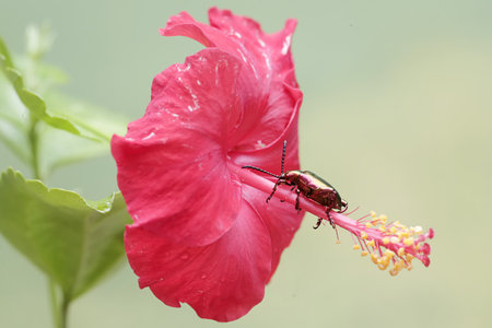 Beetle on a red hibiscus flower, Thailand.