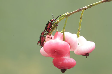 beetle on a pink flower in the nature. macro.