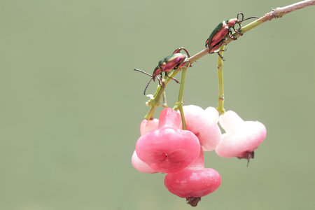 Beetle on a branch with pink flowers and green background.