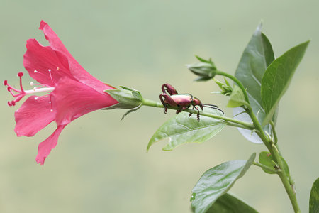 Beetle on pink hibiscus flower, Thailand.