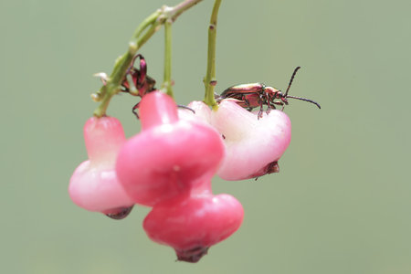 beetle on the pink berry in nature or in the garden