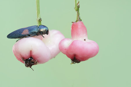 Beetle on pink apple in the garden,Thailand.