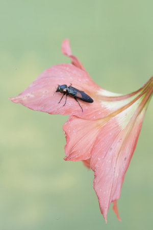Macro shot of a black bug on a pink lily flower