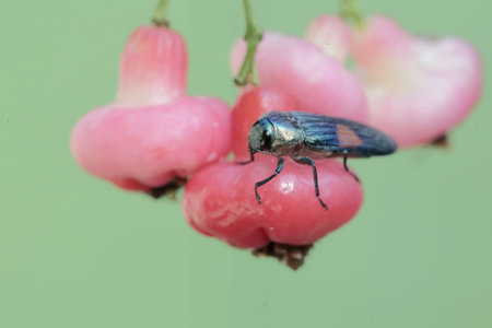 Macro of a fly on a red berry. Shallow depth of field.