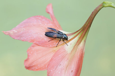 Fly on pink flower in the garden, closeup of photo.