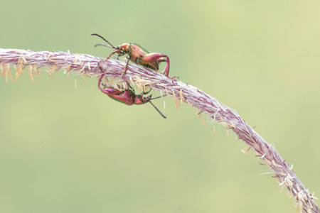 Beetle mating on a blade of grass in the summer.