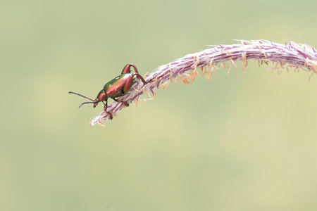 Beetle on the grass in the garden,Thailand.