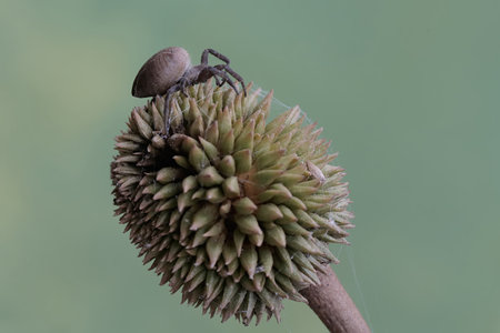 spider on a flower bud in the garden, closeup of photo