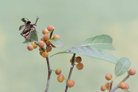 Insect on the flower in the garden, closeup of photo