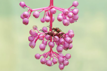 insects on a pink flower in the garden, closeup of photo