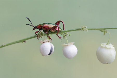 beetle on white flower in the nature or in the garden