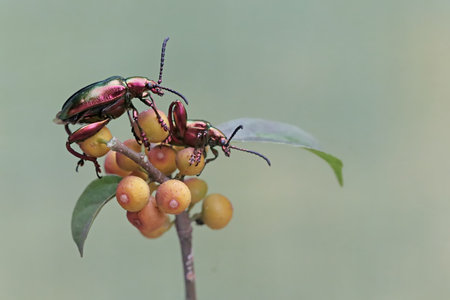 Beetle mating on a fruit in the rainforest of Costa Rica