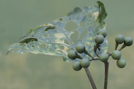 Eggplant in the garden,Thai fruit on the tree