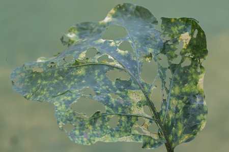 Leaf eaten by pests.