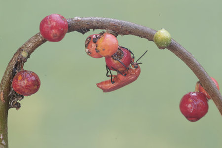A pair of red bugs mating on a branch of a tree.