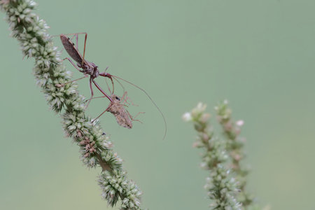 A pair of brown mantis mating on a plant in nature.
