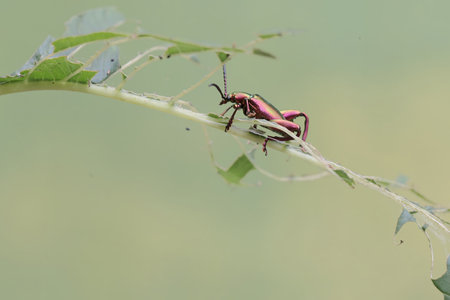 Beetle on the plant in the wild, closeup of photo