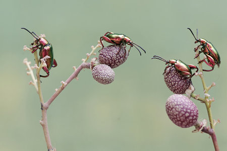 Beetle on flower in nature, Thailand.