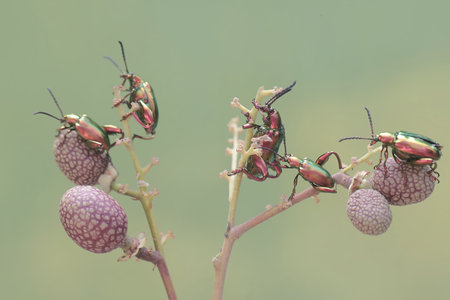 insects on a flower in the garden, note shallow depth of field