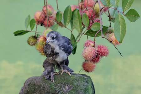 little chick and rambutan on a rock in the garden.