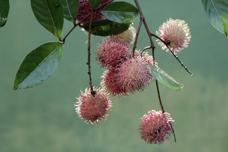 Rambutan fruit on the tree in the garden, Thailand.
