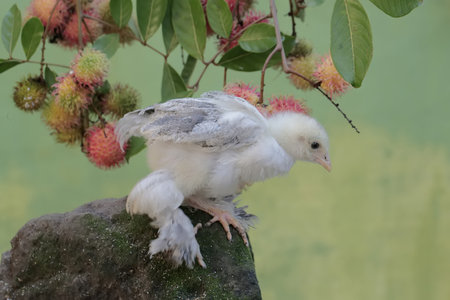 chicken on the branch of rambutan,Thailand.