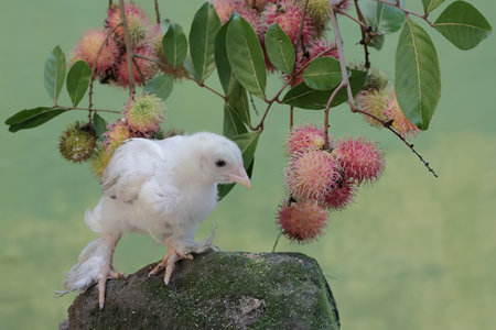 white chicken and rambutan in the garden,Thailand.