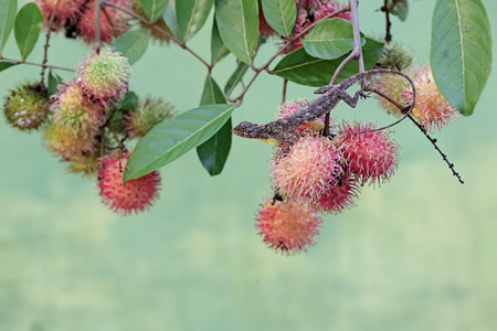Rambutan fruit on the tree, Rambutan is a tropical fruit.