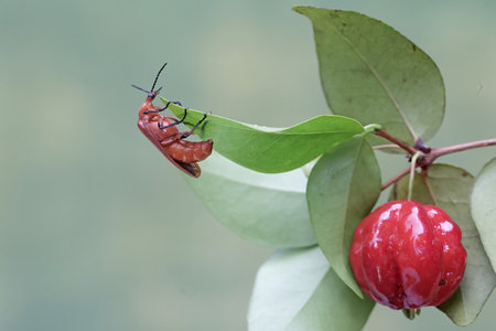 Red bug on a branch of a tree in the rainforest.