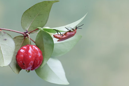 red bug on a branch of a tree in the rainforest
