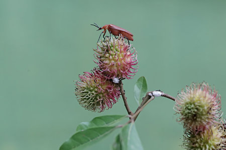 A closeup shot of a bug on a flower with a blurred background