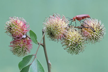 Insect on a flower in the garden.
