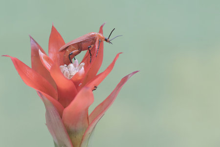 Close up of a red bromeliad beetle on a flower