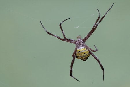 spider on the web in the nature or in the garden.