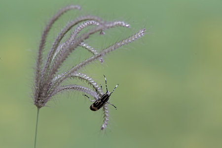 spider on grass flower in the wild, closeup of photo