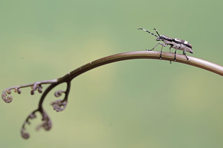 Beetle on the stem of a plant in the garden.