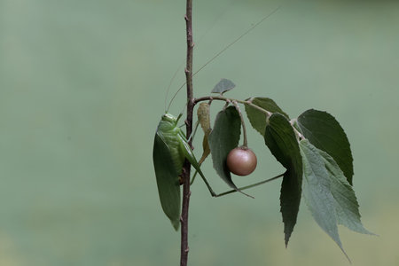 Grasshopper perched on a tree branch with leaves and fruit