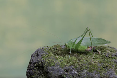 Grasshopper on a rock with green background, Thailand.