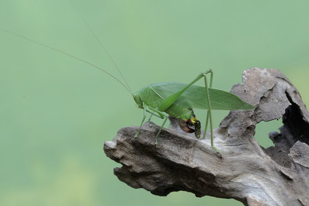 Grasshopper on a tree stump in the garden, Thailand.