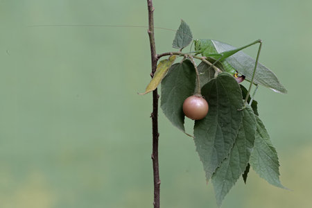 Praying mantis, Phoenicoptera sp.