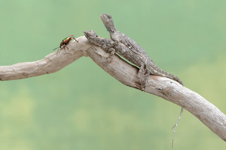 Lizard on a tree branch with a small bug
