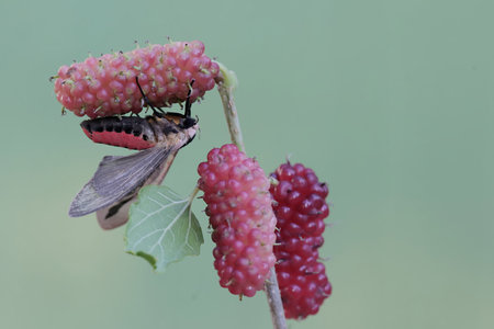 Mulberry Moth on mulberry berry in nature.