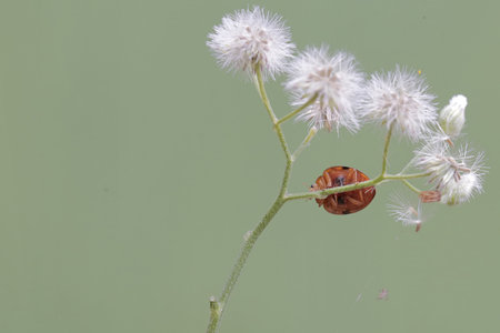 A close up of a ladybug sitting on a white flower.