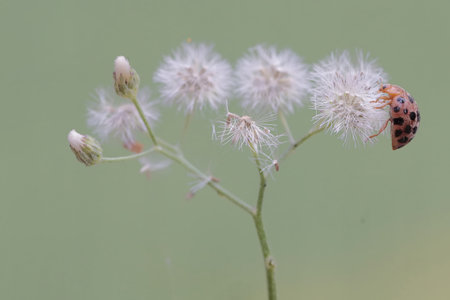 ladybug on grass flower, macro shot with shallow depth of field