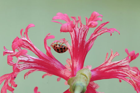 Ladybug on pink hibiscus flower, closeup of photo