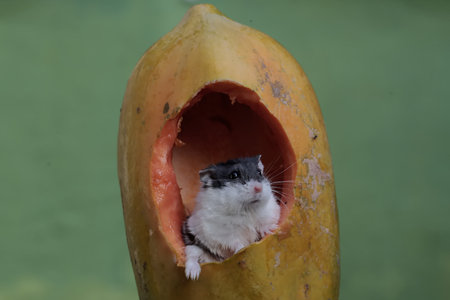 Hamster eating papaya.