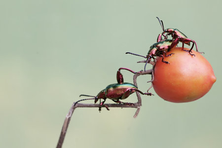 Beetles eating a tomato, closeup of photo